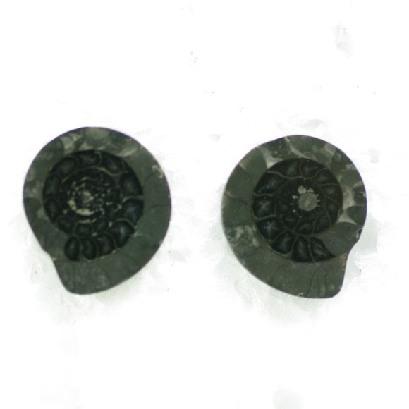 Black Fossil Post Earrings from Ireland - Picture 3 of 5